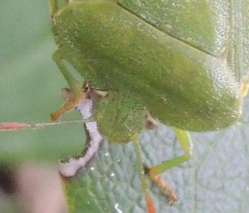 Palomena viridissima